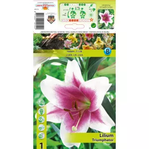Crin oriental cu flori lungi (LO) Triumphator