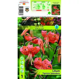 Crin specie Tigrinum Splendens