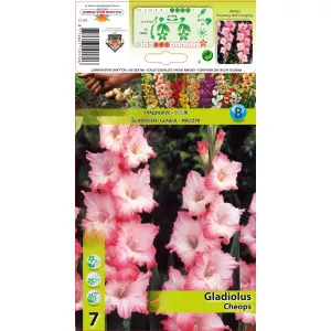 Gladiole Cheops