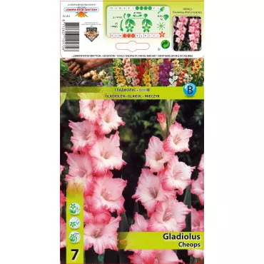 Gladiole Cheops