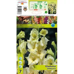 Gladiole Debbyann