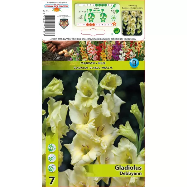 Gladiole Debbyann