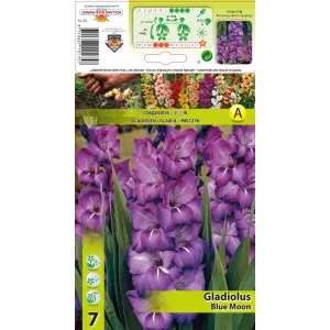 Gladiole Blue Moon