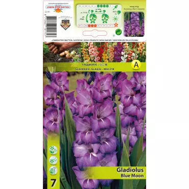 Gladiole Blue Moon