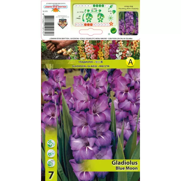 Gladiole Blue Moon