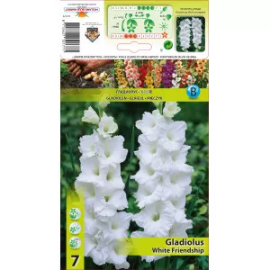 Gladiole White Friendship