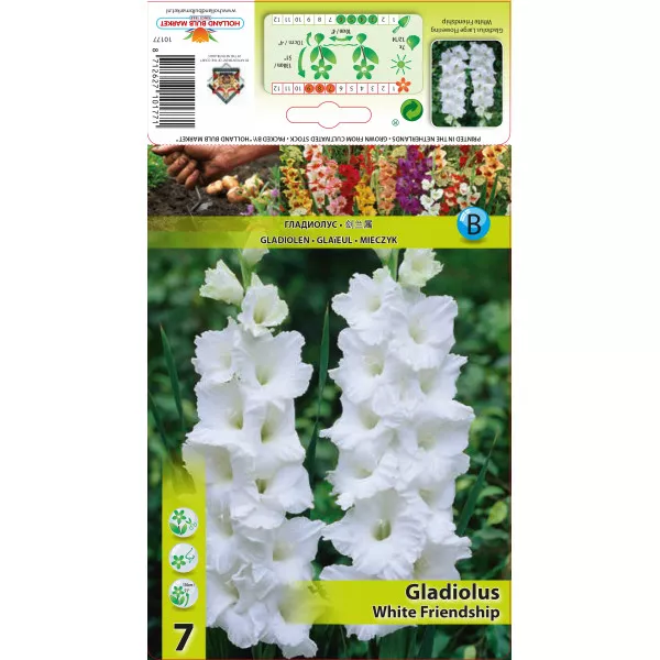 Gladiole White Friendship