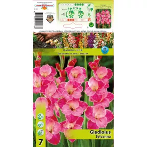 Gladiole Sylvana