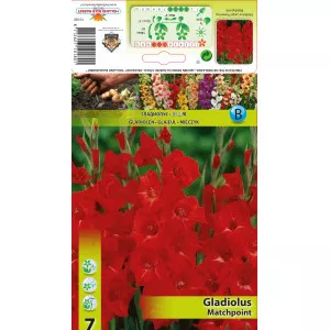 Gladiole Matchpoint
