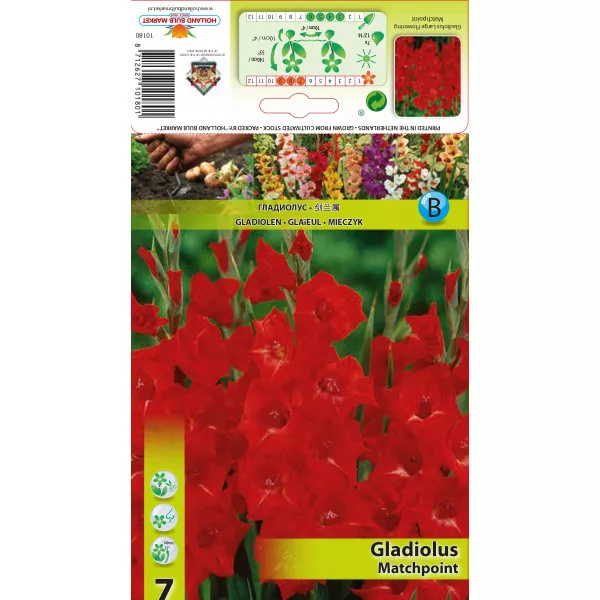 Gladiole Matchpoint