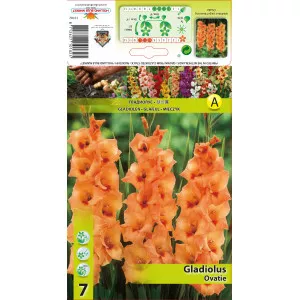 Gladiole Ovatie