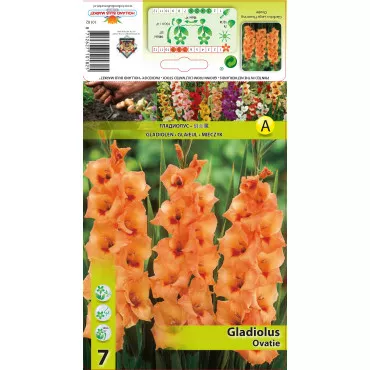 Gladiole Ovatie