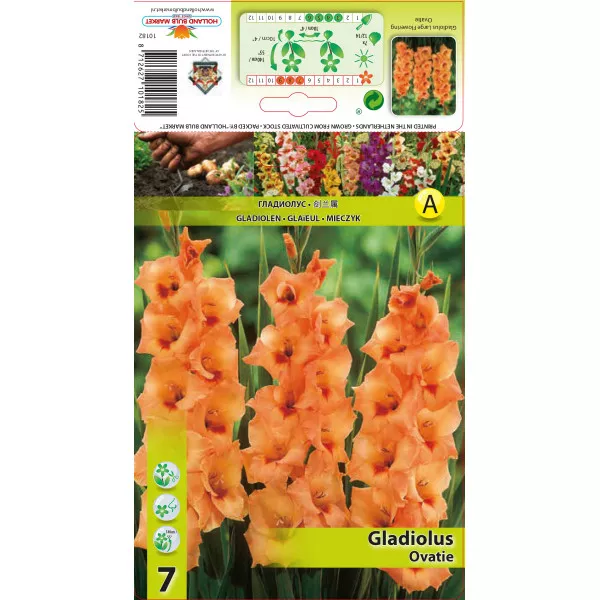 Gladiole Ovatie Gladiole Ovatie