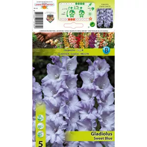 Gladiole Sweet Blue
