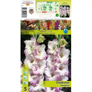Gladiole Tampere