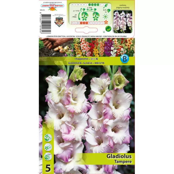 Gladiole Tampere
