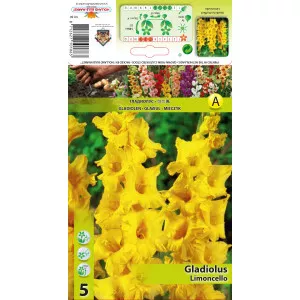 Gladiole Limoncello
