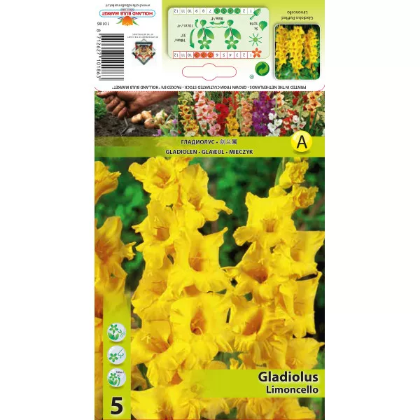 Gladiole Limoncello