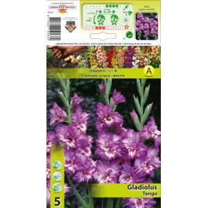 Gladiole Tango