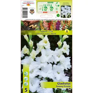 Gladiole Snowy Frizzle