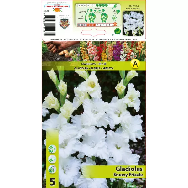 Gladiole Snowy Frizzle Gladiole Snowy Frizzle