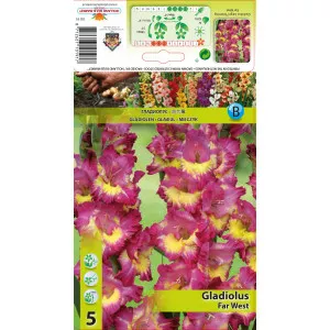 Gladiole Far West