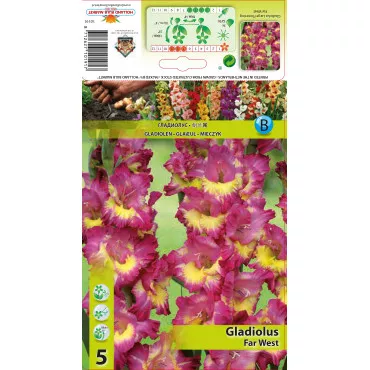 Gladiole Far West