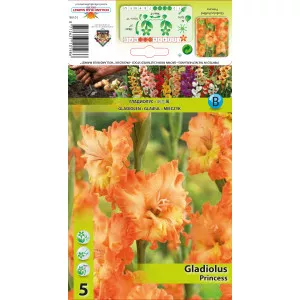 Gladiole franjurate Princess
