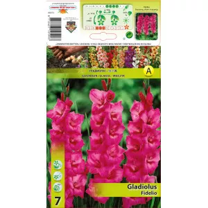 Gladiole Fidelio