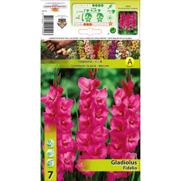Gladiole Fidelio