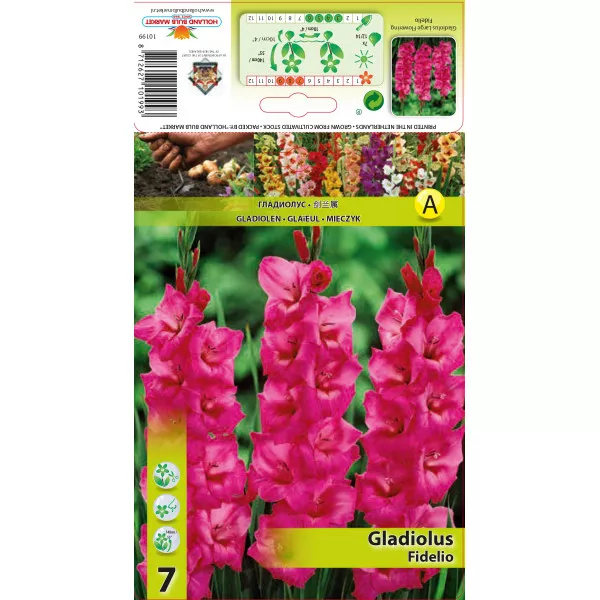 Gladiole Fidelio Gladiole Fidelio