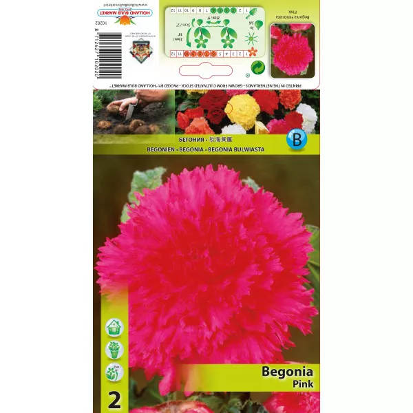 Begonie franjurată roz Begonie franjurată roz