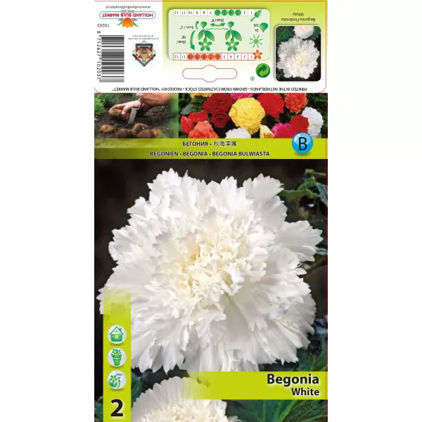 Begonie franjurată albă Begonie franjurată albă