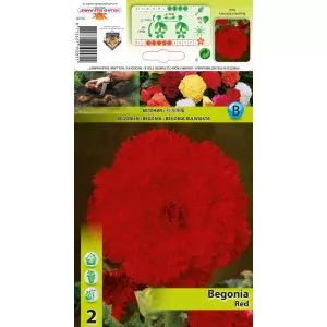 Begonie franjurată roșie