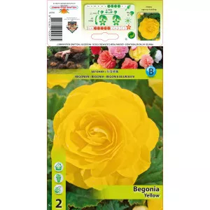 Begonie dublă galbenă