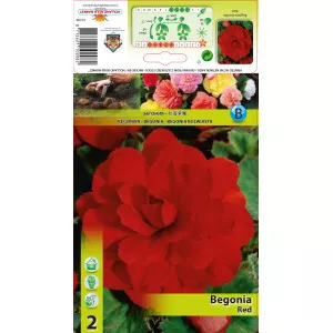 Begonie dublă roșie