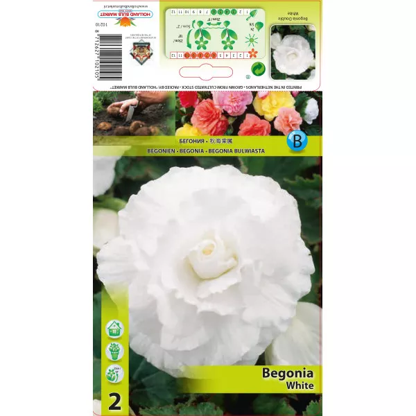 Begonie dublă albă Begonie dublă albă