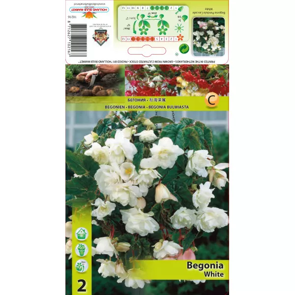 Begonie curgătoare albă Begonie curgătoare albă