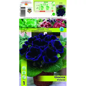 Gloxinie violet