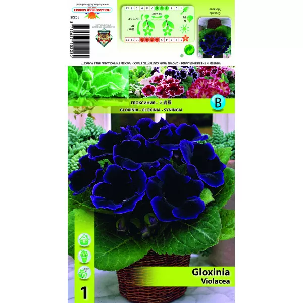 Gloxinie violet