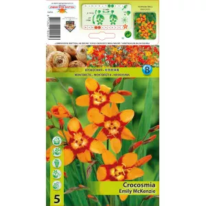 Crocosmia Emily McKenzie