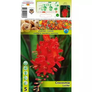 Crocosmia Lucifer