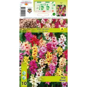 Ixia mix multicolor