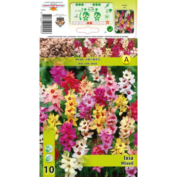 Ixia mix multicolor Ixia mix multicolor