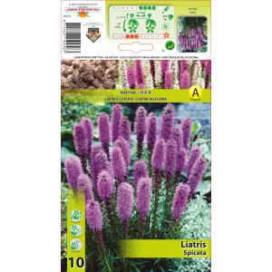 Steaua strălucitoare (Liatris Spicata) roz