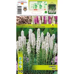 Steaua strălucitoare (Liatris Spicata) albă