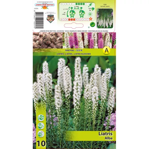 Steaua strălucitoare (Liatris Spicata) albă Steaua strălucitoare (Liatris Spicata) albă