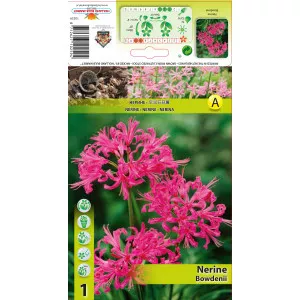 Crin de Guernesey (Nerine Bowdenii) roz