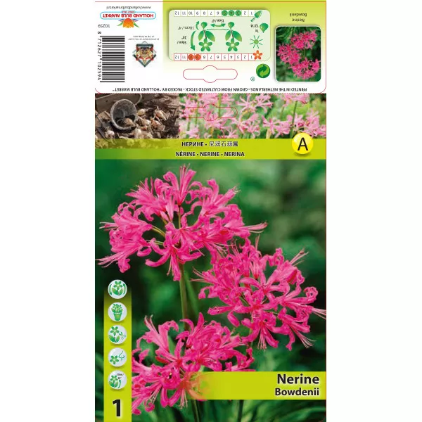 Crin de Guernesey (Nerine Bowdenii) roz