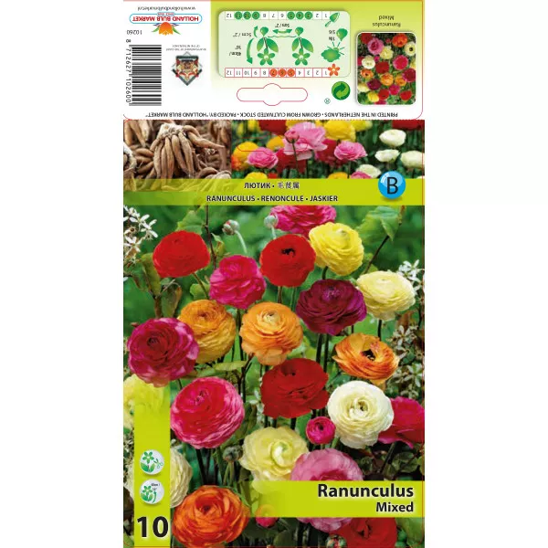 Ranunculus mix multicolor